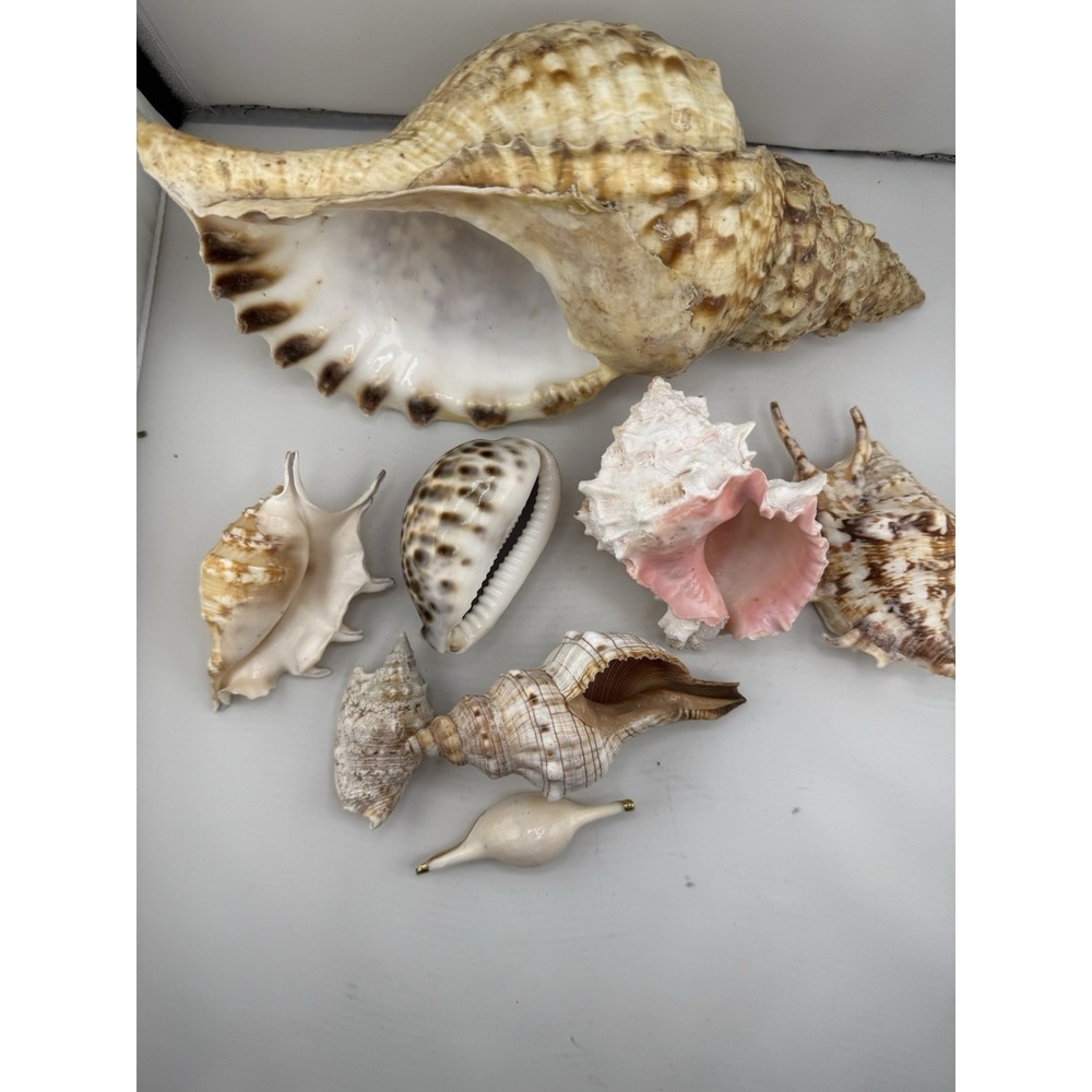 Set Of 8 VTG Estate Sea Shells Inclu. Various Sizes And Types + 10" Conch - Picture 4 of 16